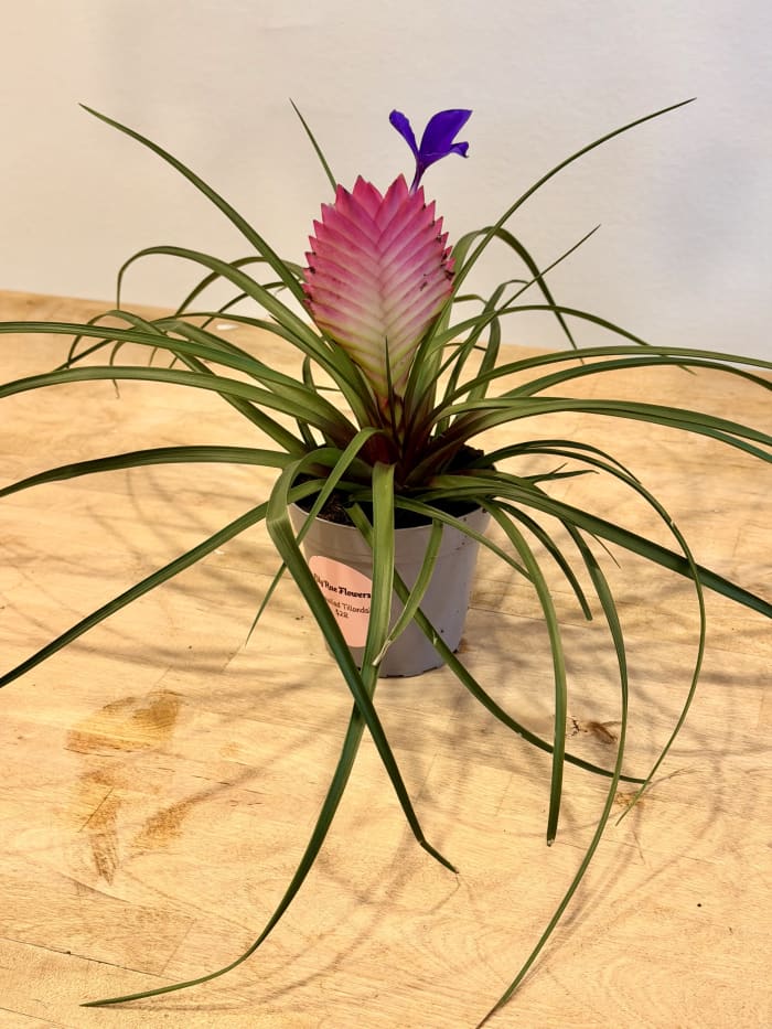 Bromeliad Tillandsia