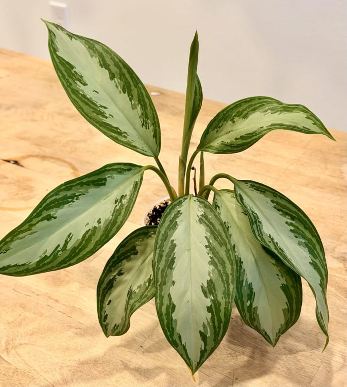 Chinese Evergreen - Small
