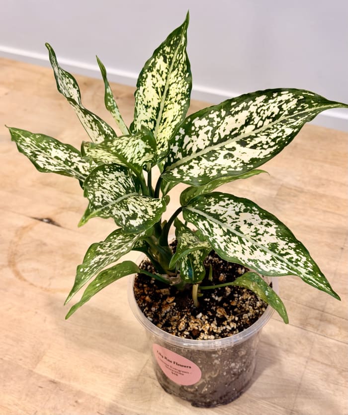 Chinese Evergreen - Snow White