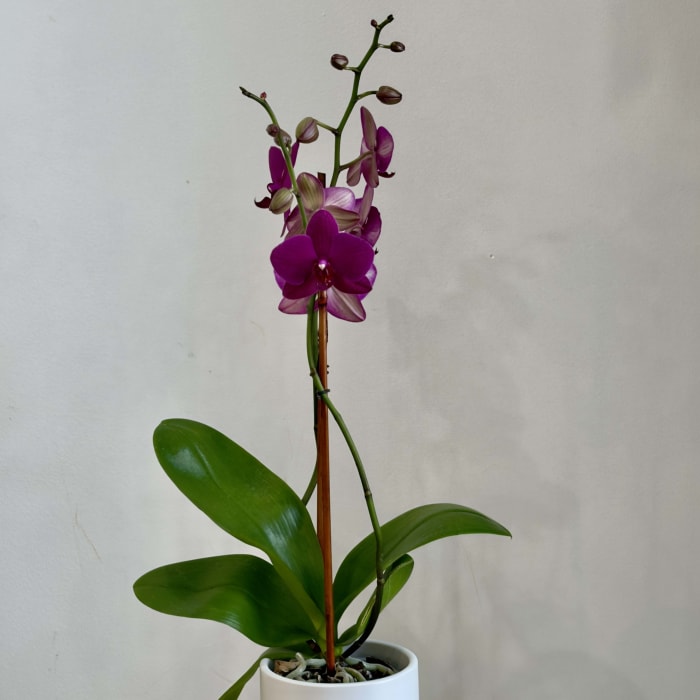 Orchid