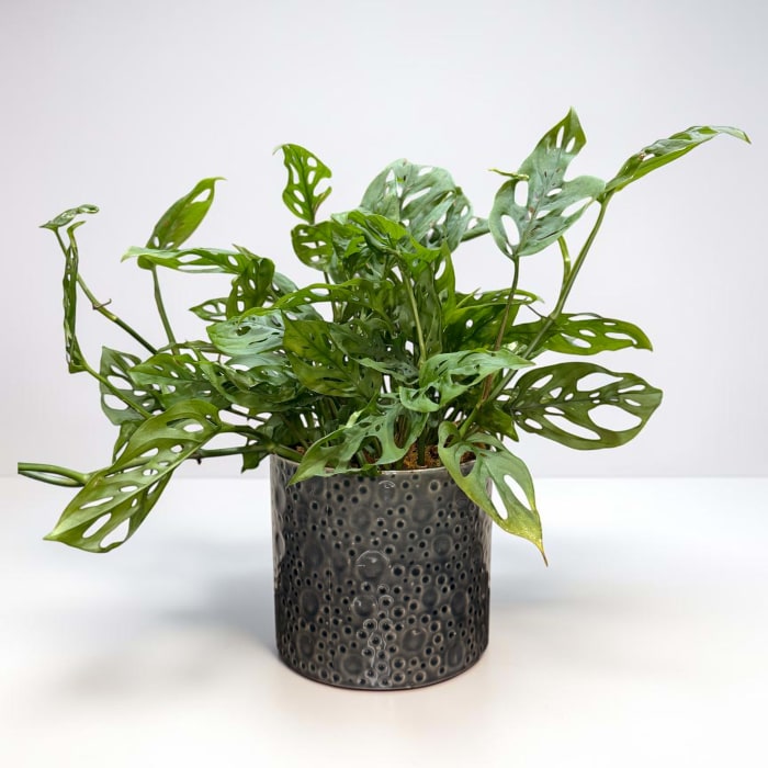 Swiss Cheese Monstera