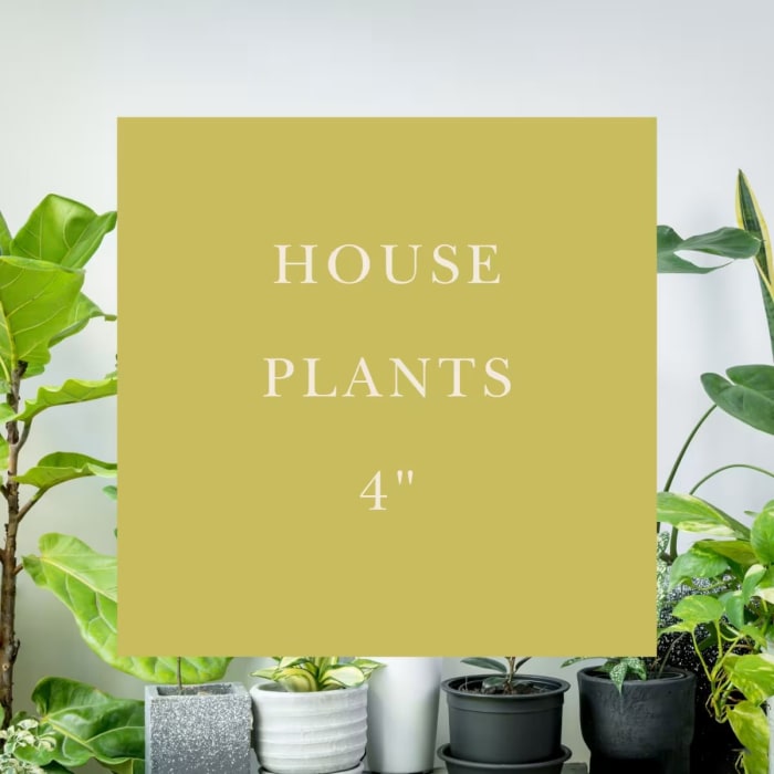 House Plants | 4"