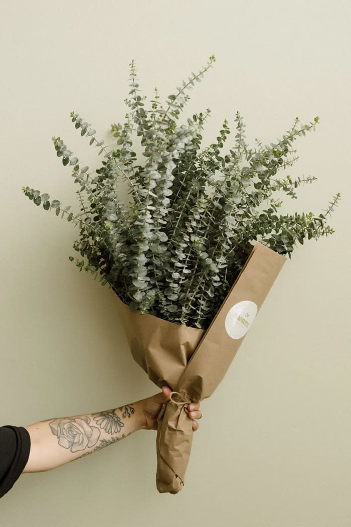 Eucalyptus