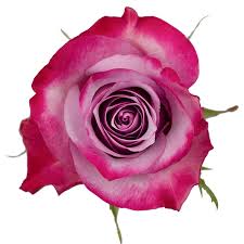 Purple Roses