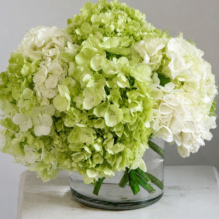 Classic Hydrangea