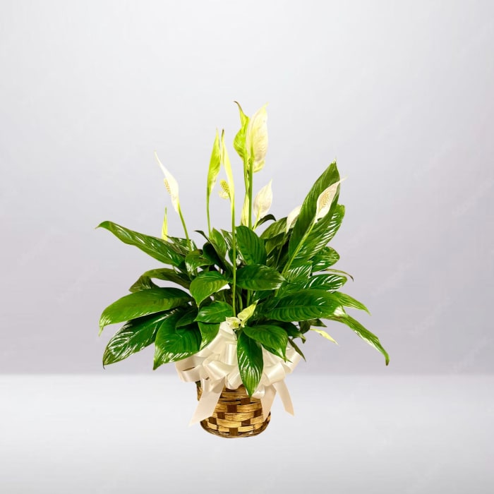 Peace Lily Plant