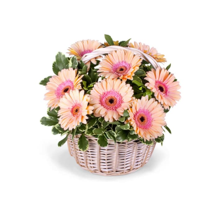 Gerbera Basket