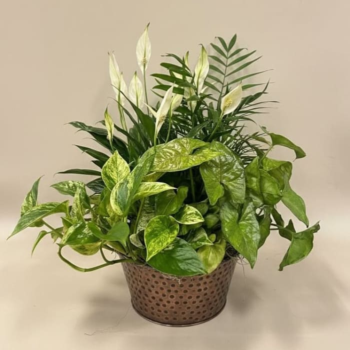 Large Dish Garden