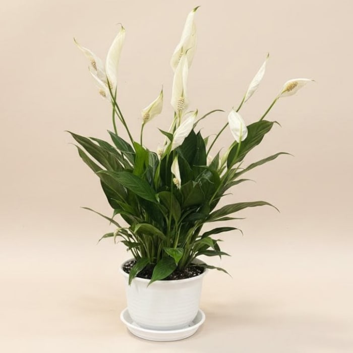 Petite Peace Lily