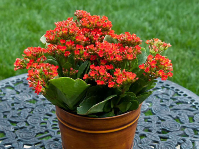 Flowering Plant