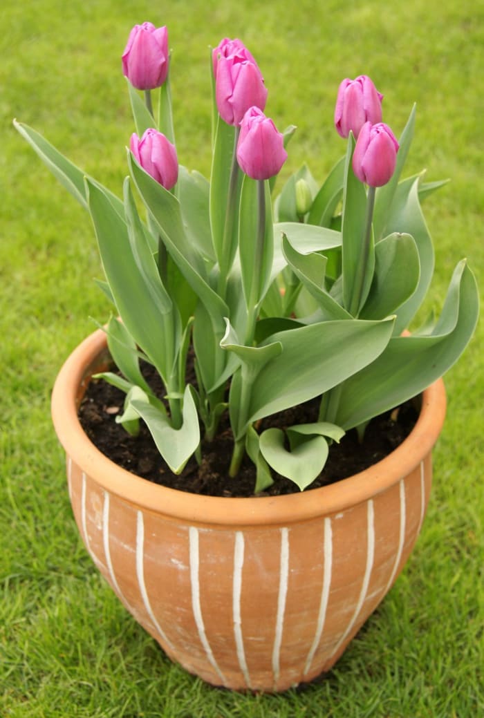 Tulip Plant