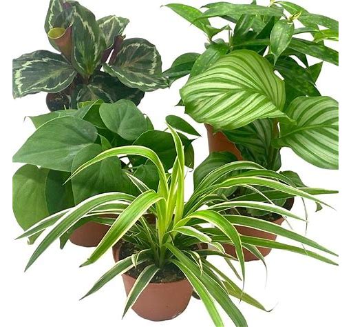 Foliage Plant