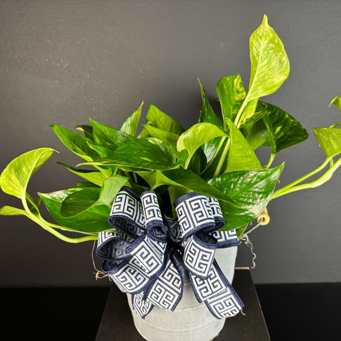 Pothos Plant