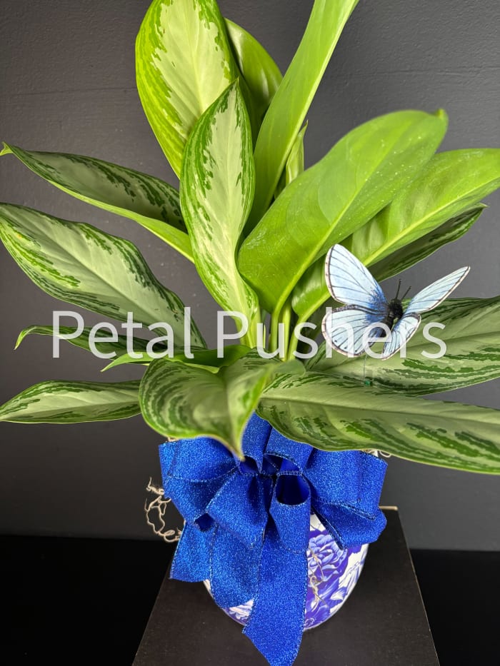 Marble Queen Plant