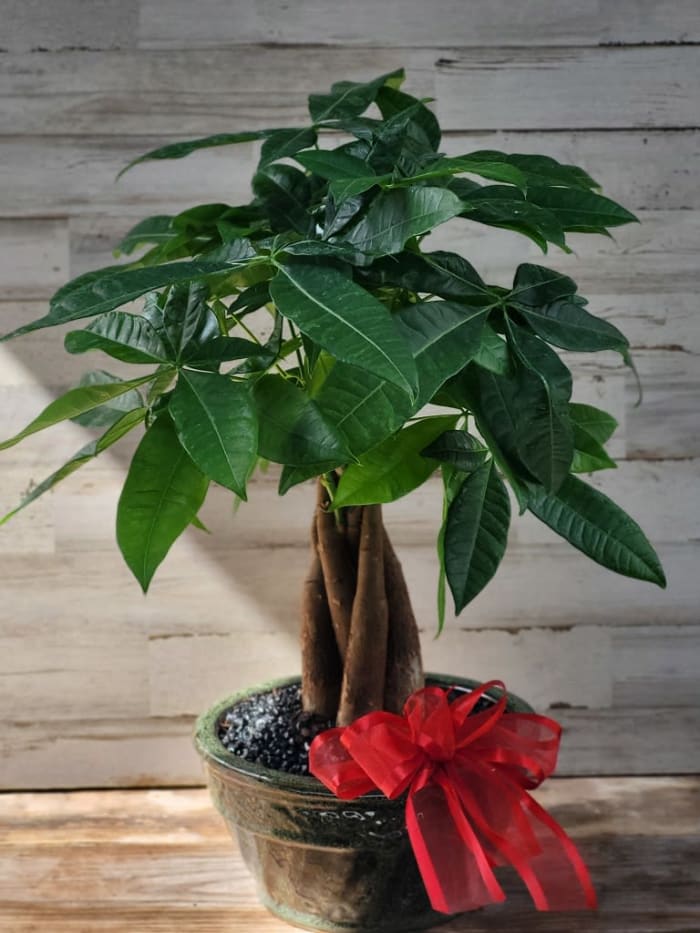 Money Tree Plant