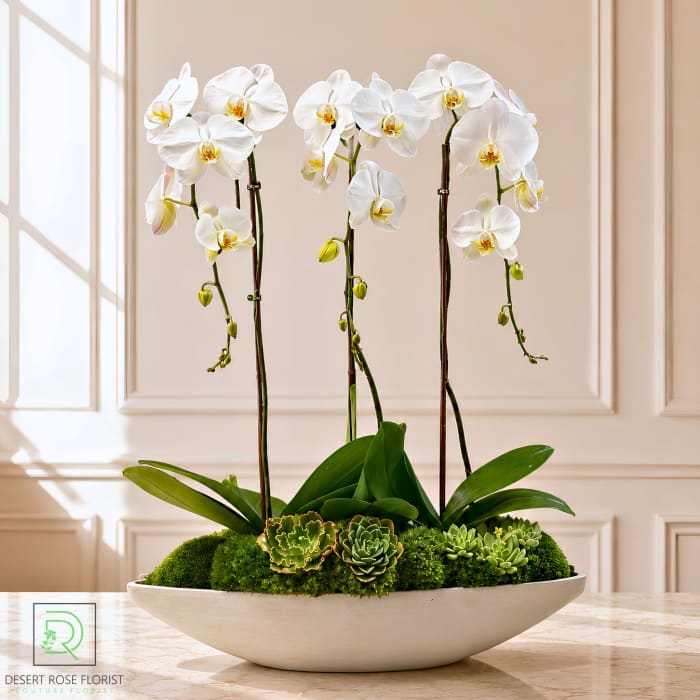 The Orchid Collection