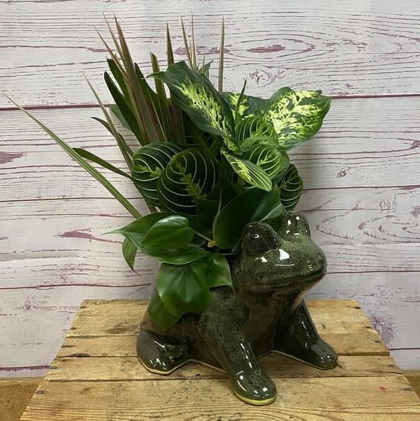 Dish Garden in Ceramic Frog Planter