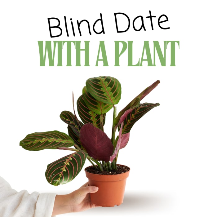 Blind Date with a Plant