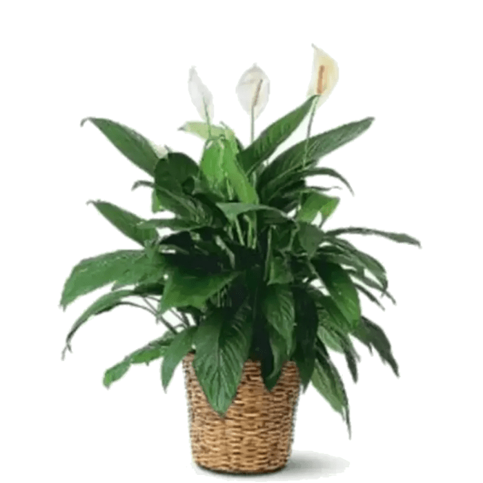 Spathiphyllum (Peace Lily) - Lg (May not be blooming)