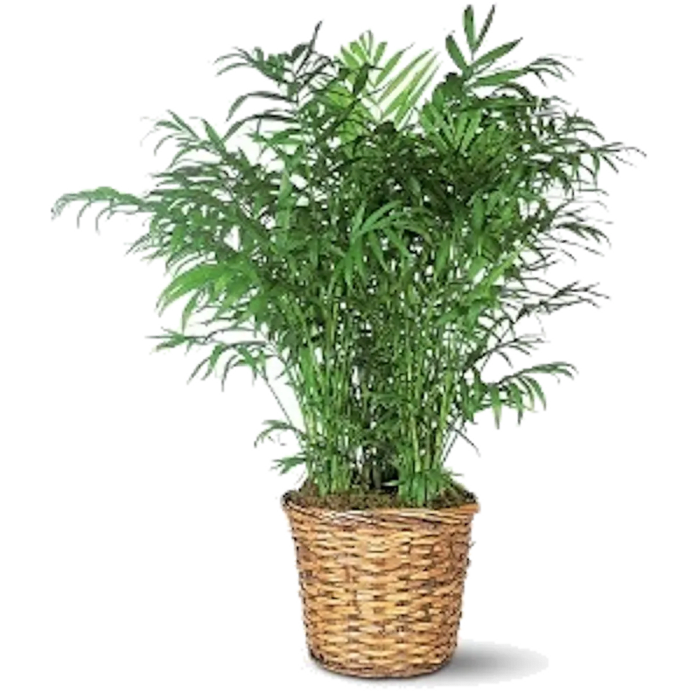 Neanthe Bella Palm