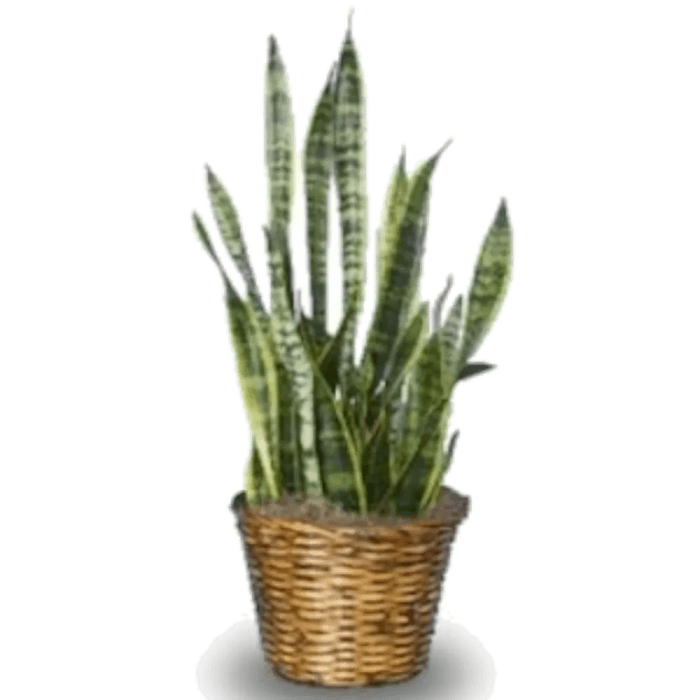 Snake Plant (sansevieria)