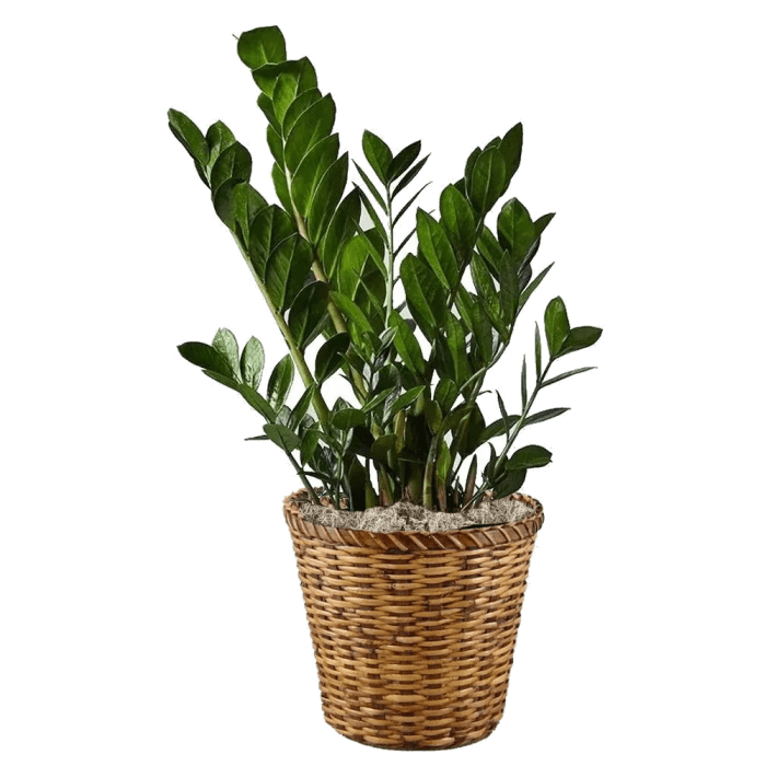 Z Z Plant