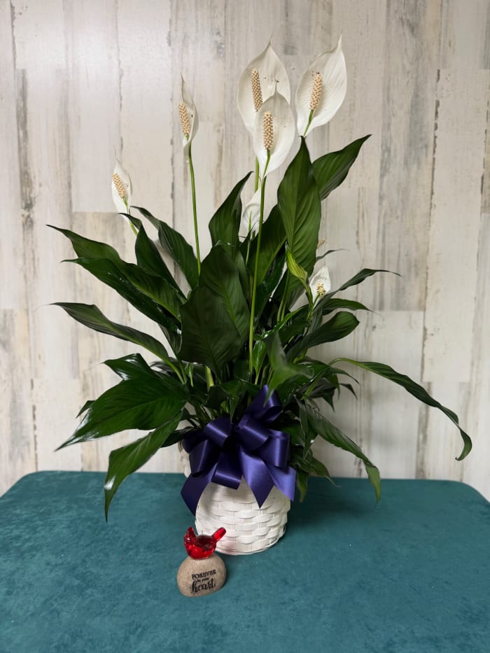8" Peace Lily