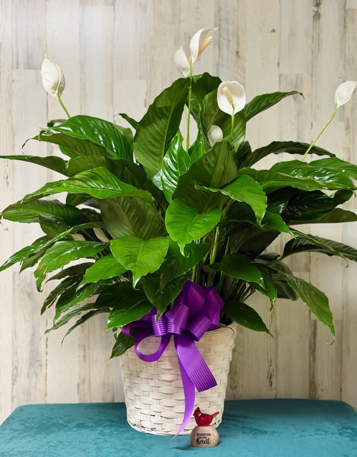 10" Peace Lily