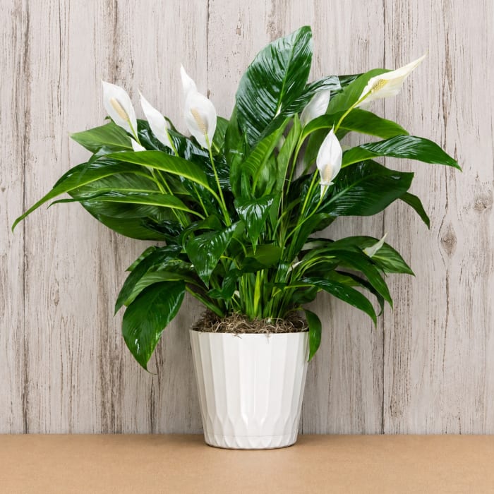 10" Peace Lily Dresses
