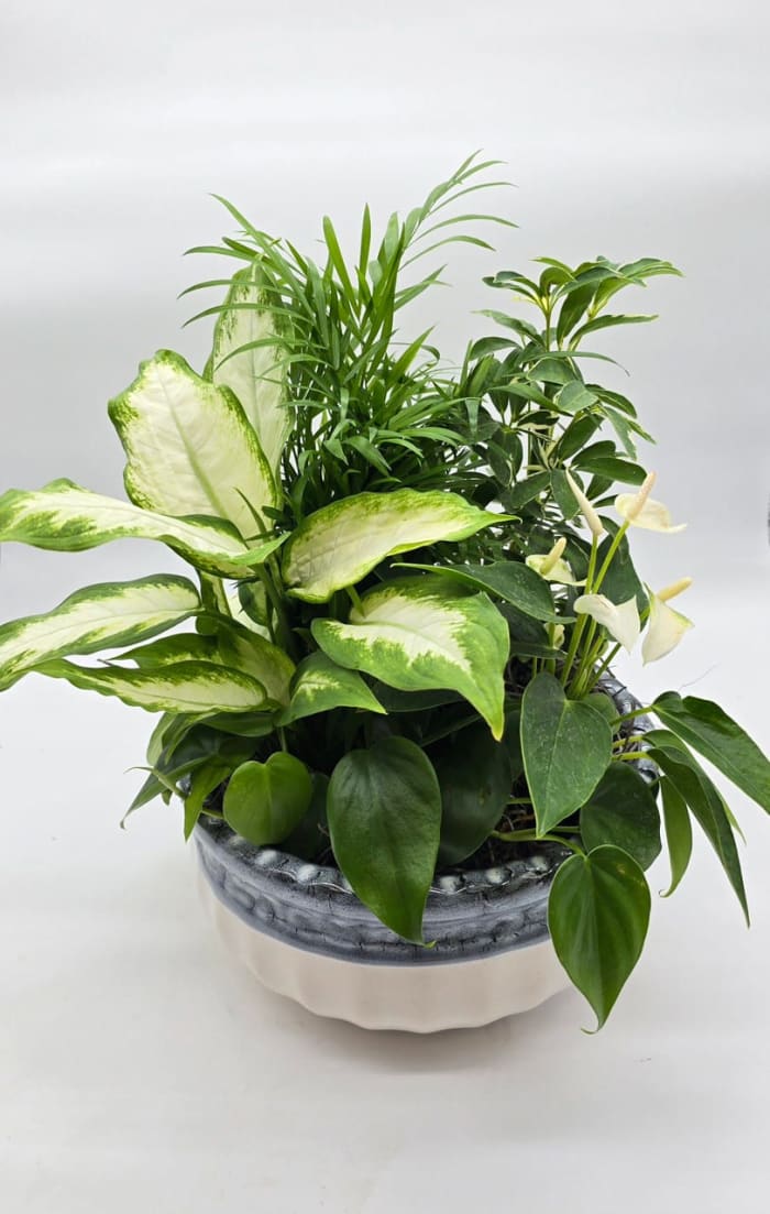 Classic Dish Garden