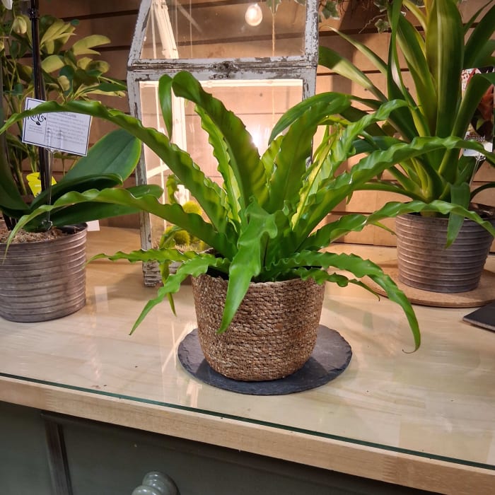 Bird's Nest Fern 6in