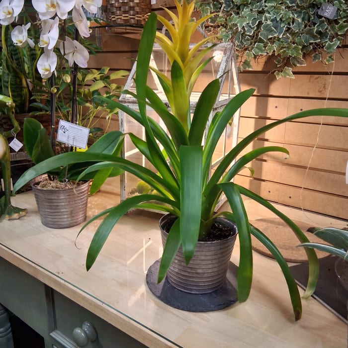 Yellow Bromeliad plant  6 in pot