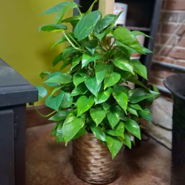 Pothos Pole 8 in pot