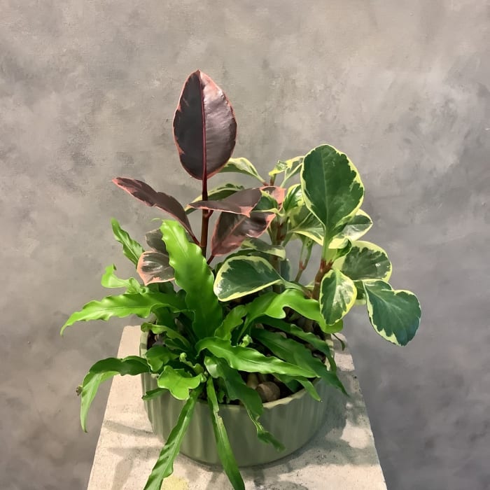 Ferns & Ficus Planter