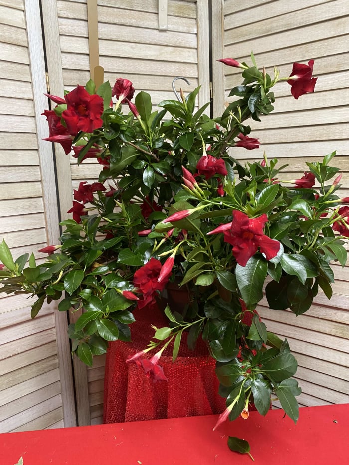 blooming mandevilla hanging basket
