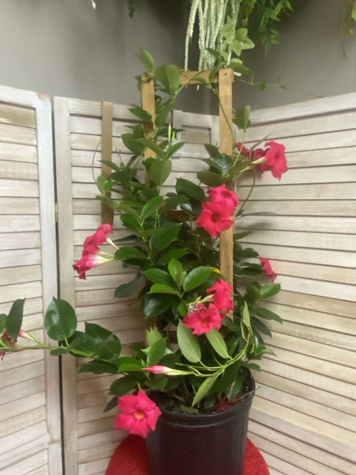 blooming mandevilla plant on trellis