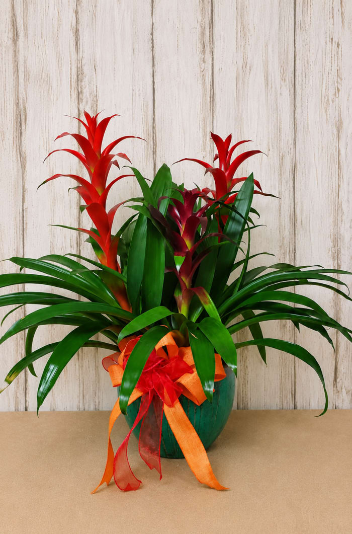 Triple Bloom Bromeliad