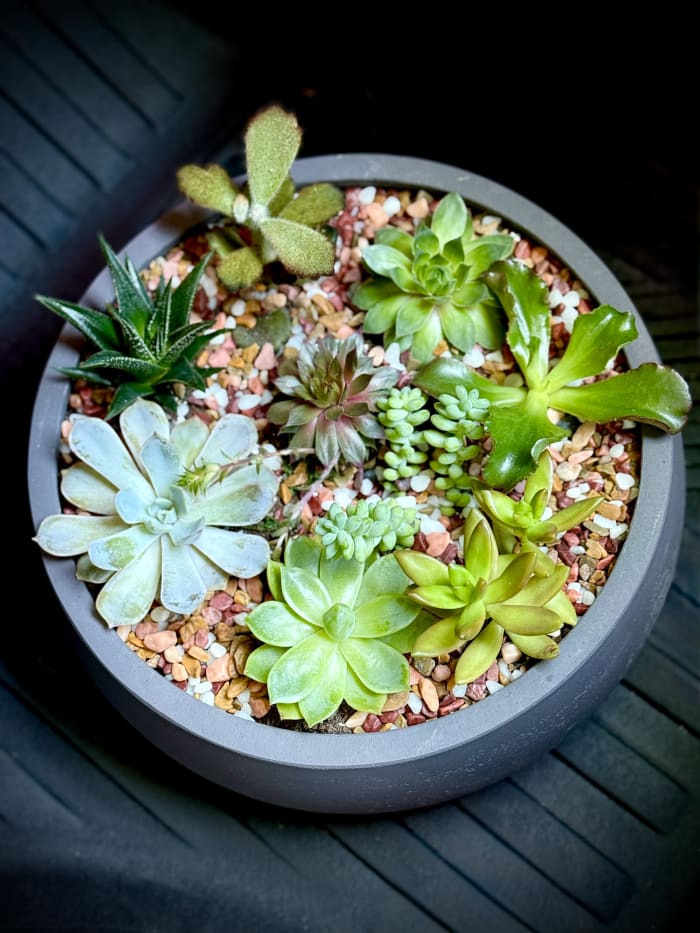 Succulent Dish Garden