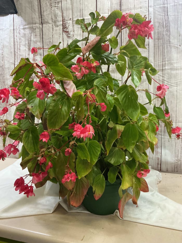 Angel Wing Begonia