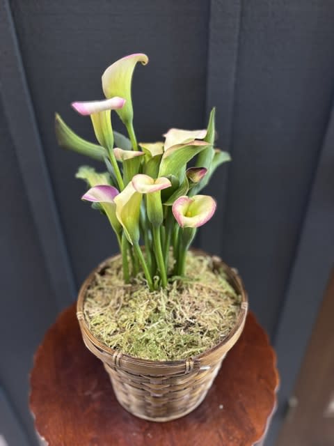 Calla Lily Plant