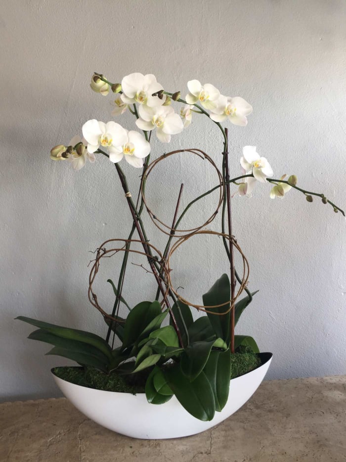 Orchids in a Boat