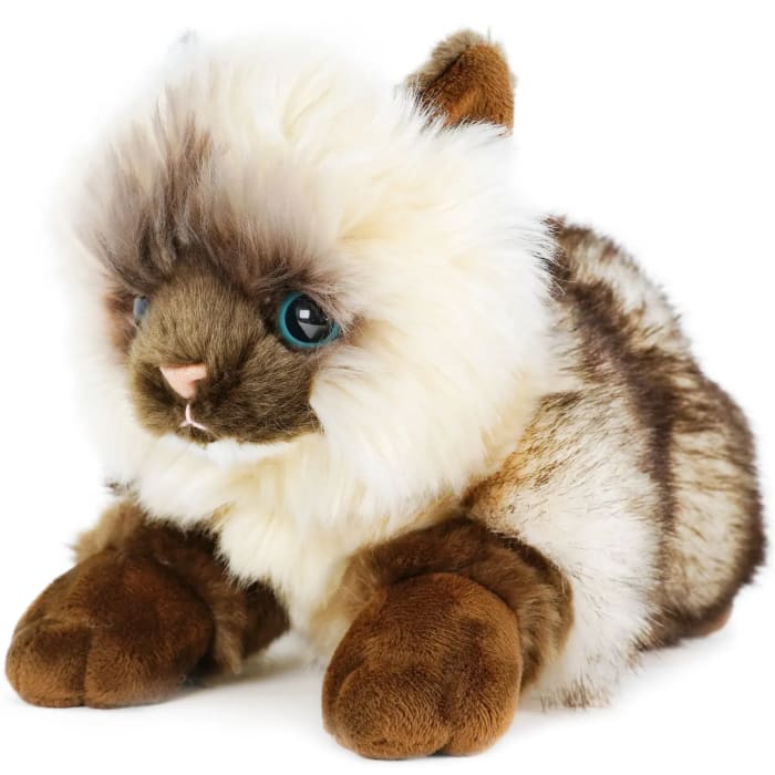 Snowy the Ragdoll Cat