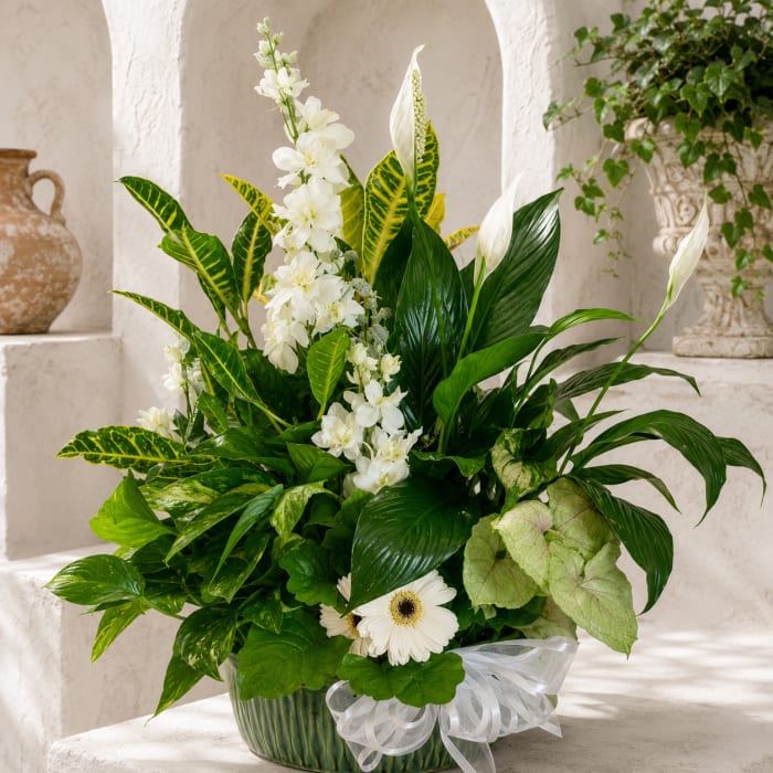 White Blossom Dish Garden