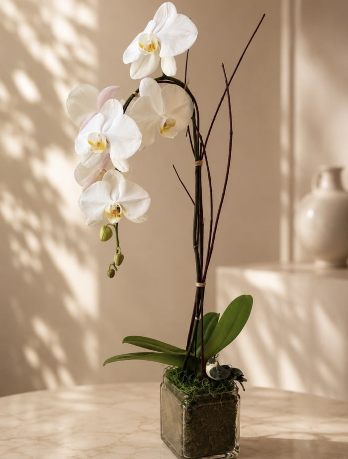 Cascading White Orchid in a Glass Vase.