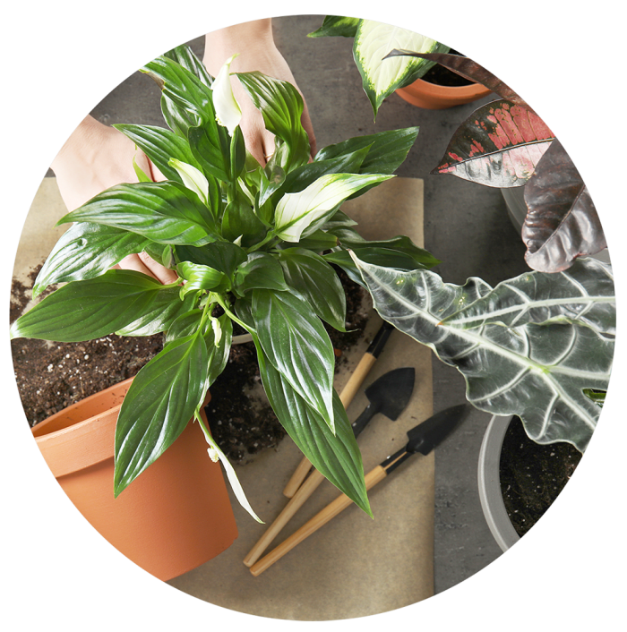 Florist's Choice Plant for Mother's Day
