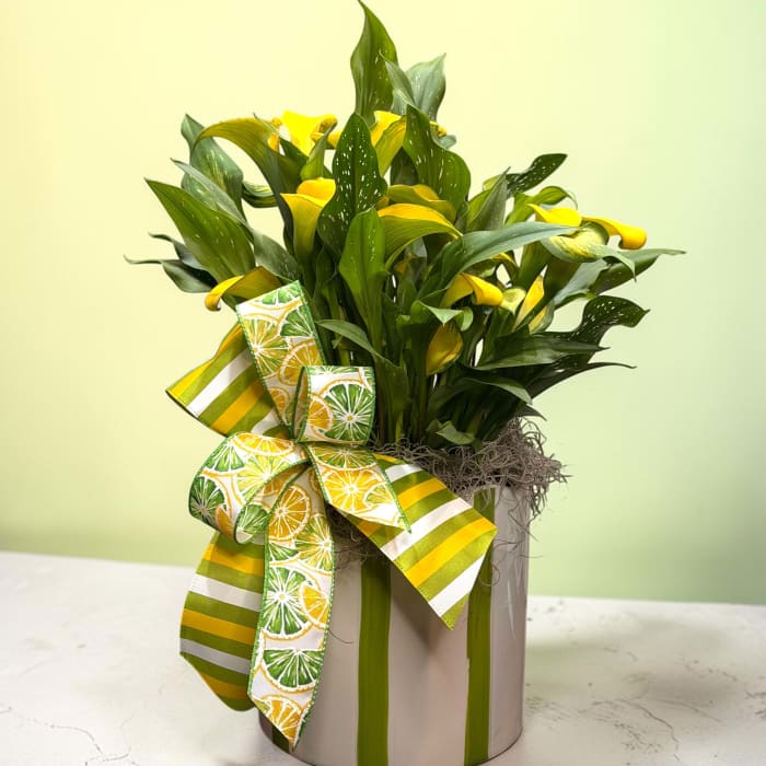 Calla Lily Plant