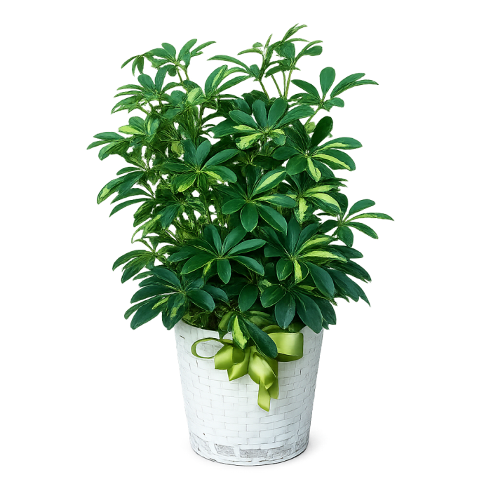 Arboricola