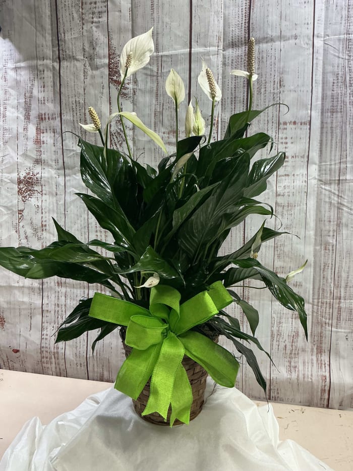 Peace Lily