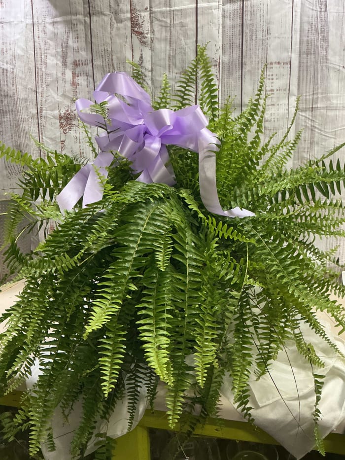 Boston Fern