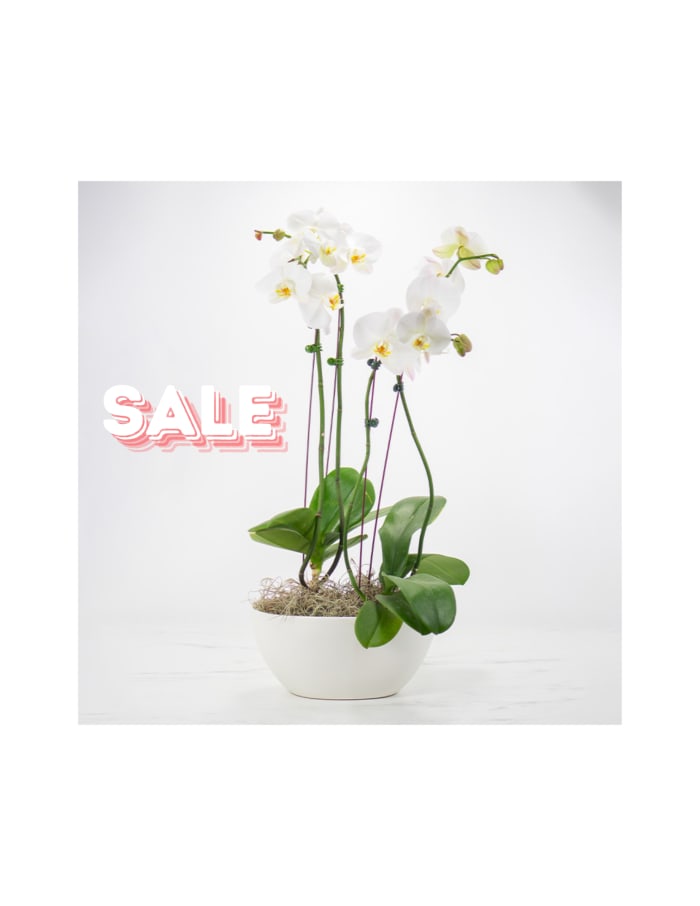 Double Orchid Plant